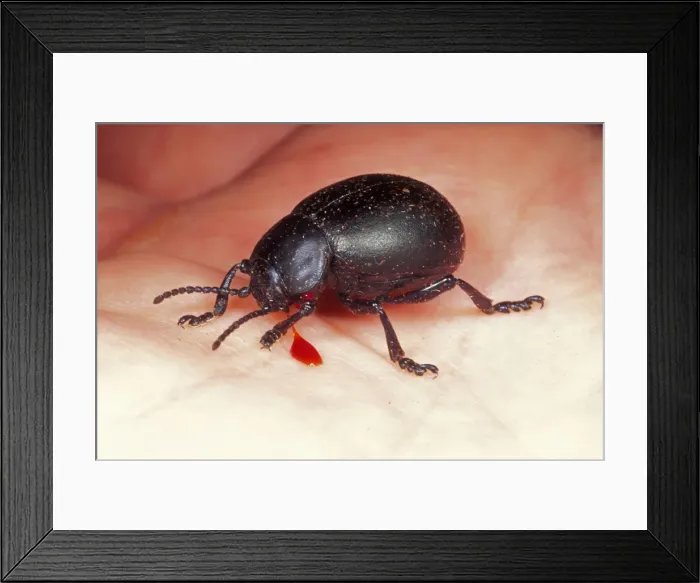 Framed Print : Bloody-nosed Beetle SPH 1087 Bleeding © Steve Hopkin / ardea. com Framed Print : Bloody-nosed Beetle SPH 1087 Bleeding © Steve Hopkin / ardea. com