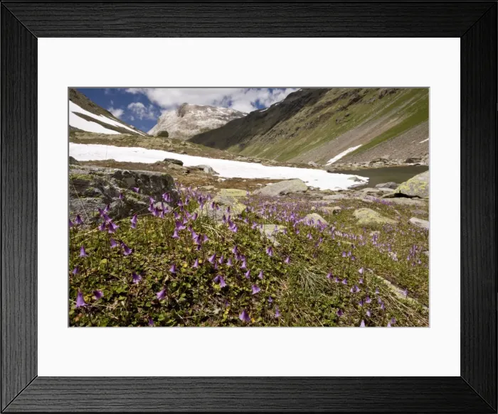 Framed Print : Dwarf Snowbell - at high altitude in Val Minor - Upper Engadin - eastern Swiss Alps Framed Print : Dwarf Snowbell - at high altitude in Val Minor - Upper Engadin - eastern Swiss Alps