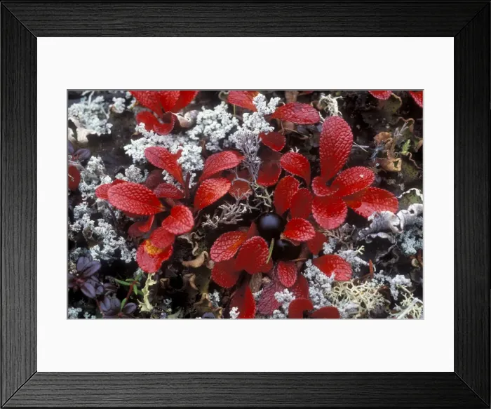 Framed Print : Bearberry - Autumn leaves, tundra North America, Alaska, Denali National Park Framed Print : Bearberry - Autumn leaves, tundra North America, Alaska, Denali National Park