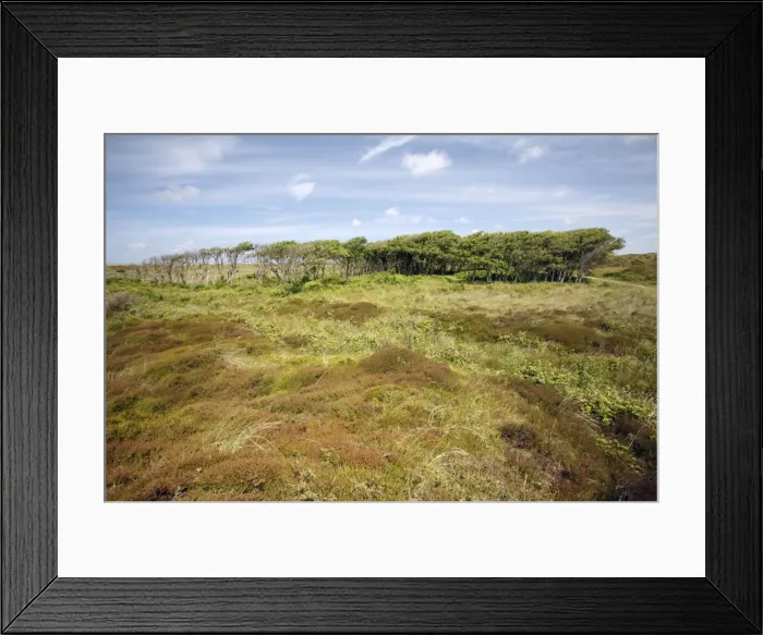 Framed Print : Alder - copse amongst heathland, De Bollekamer sand dune NP, Island of Texel, Holland Framed Print : Alder - copse amongst heathland, De Bollekamer sand dune NP, Island of Texel, Holland