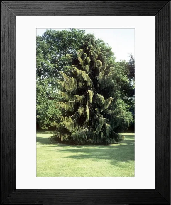 Framed Print : Brewer Spruce Framed Print : Brewer Spruce