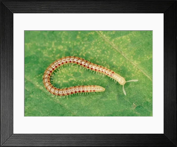 Framed Print : Snake-spotted Millipede - UK Framed Print : Snake-spotted Millipede - UK