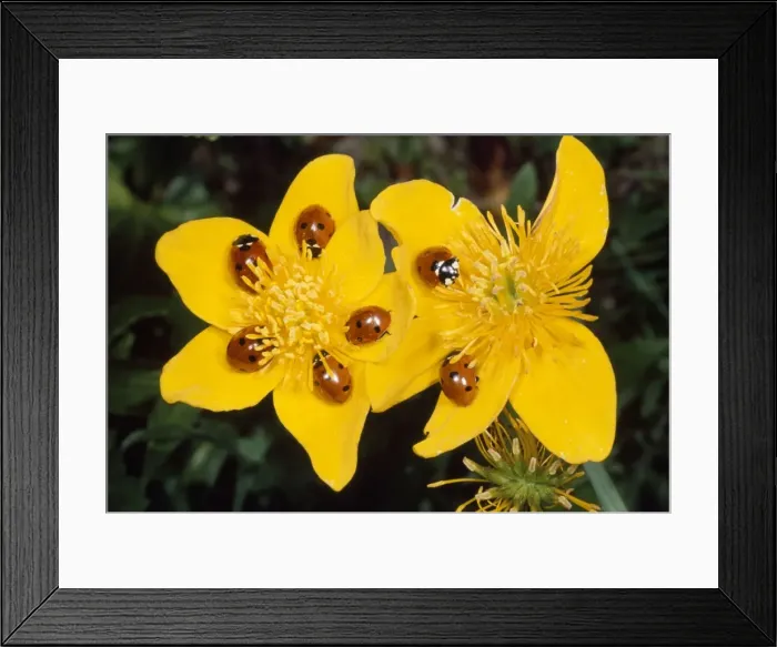 Framed Print : 7-spot Ladybirds - on Marsh Marigold - UK also know as Coccinella septempunctata Framed Print : 7-spot Ladybirds - on Marsh Marigold - UK also know as Coccinella septempunctata