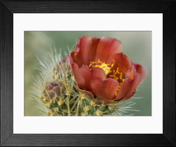 Framed Print : Wolf's Cholla - Anza Borrego Desert State Park - California - USA Framed Print : Wolf's Cholla - Anza Borrego Desert State Park - California - USA