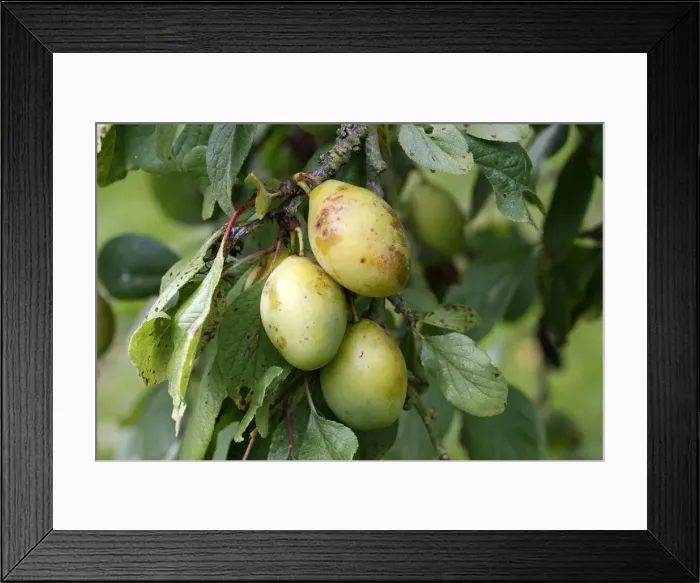 Framed Print : Plums - in orchard. Bay of Somme - France Framed Print : Plums - in orchard. Bay of Somme - France