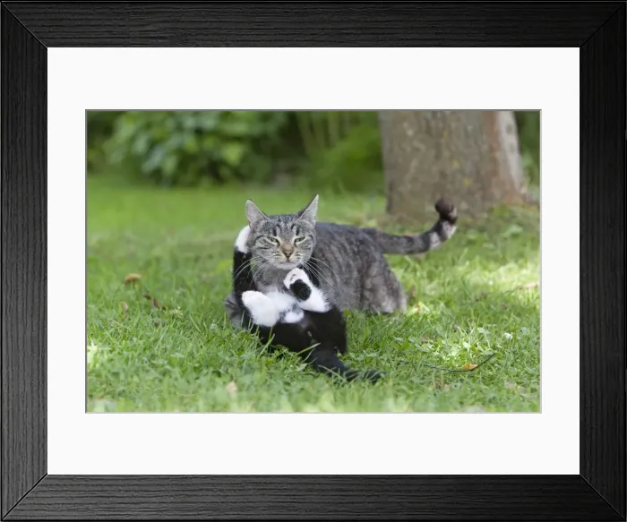 Framed Print : Cat - kitten playing with mother in garden - Lower Saxony - Germany
