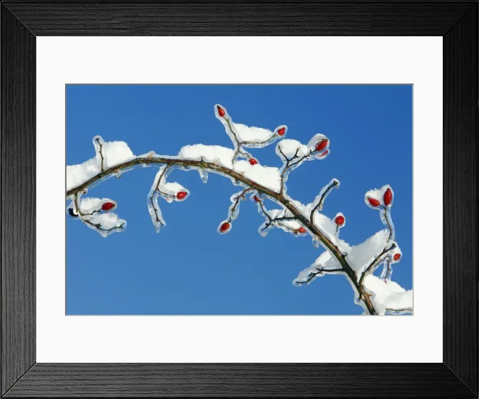 Framed Print : Rose Hips - on snow and ice covered wild rose branch - Lower Saxony - Germany Framed Print : Rose Hips - on snow and ice covered wild rose branch - Lower Saxony - Germany