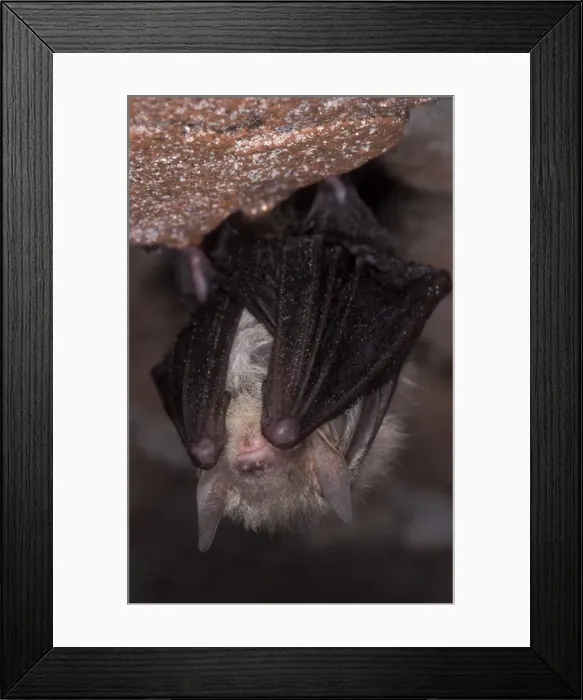 Framed Print : Brown Big-eared Bat / Long-eared Bat - hibernation at cave - NP Bohemian forest - Czech Republic Framed Print : Brown Big-eared Bat / Long-eared Bat - hibernation at cave - NP Bohemian forest - Czech Republic