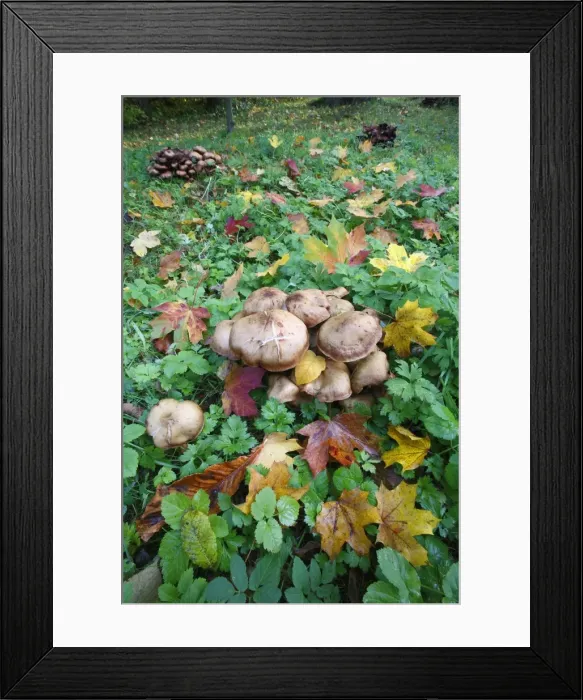 Framed Print : Honey Fungus - growing in park amongst autumn leaves - Germany Framed Print : Honey Fungus - growing in park amongst autumn leaves - Germany