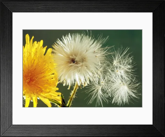 Framed Print : Perennial Sow-Thistle - in flower with seed heads Framed Print : Perennial Sow-Thistle - in flower with seed heads