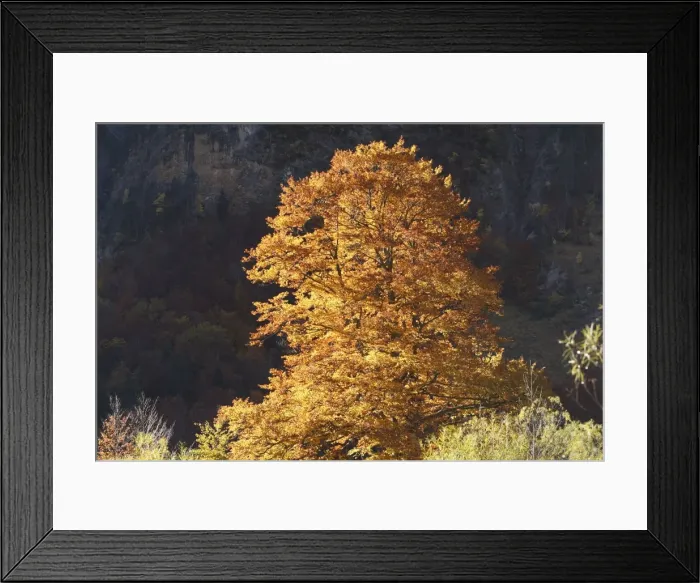 Framed Print : Beech Tree - in Autumn. Ordesa Valley - Spain Framed Print : Beech Tree - in Autumn. Ordesa Valley - Spain