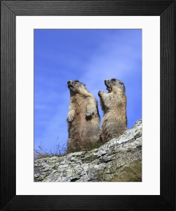 Framed Print : Alpine Marmot - two together on hind legs - Europe Framed Print : Alpine Marmot - two together on hind legs - Europe
