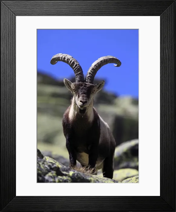 Framed Print : Spanish Ibex - Sierra de Gredos - Spain