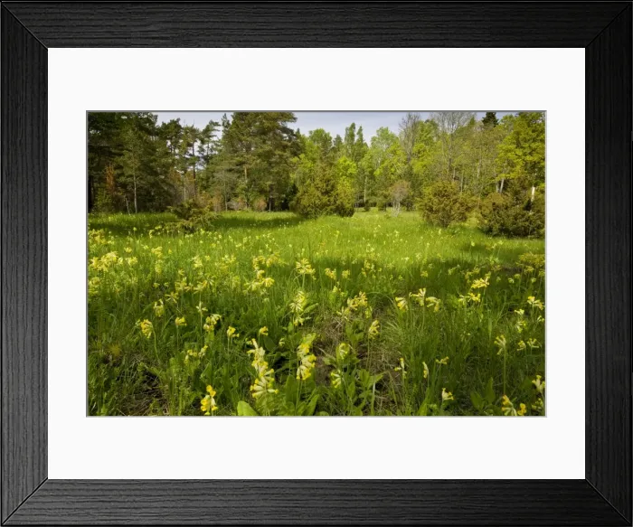 Framed Print : Masses of cowslips in flowery woodland clearing, Saarema, Estonia Framed Print : Masses of cowslips in flowery woodland clearing, Saarema, Estonia