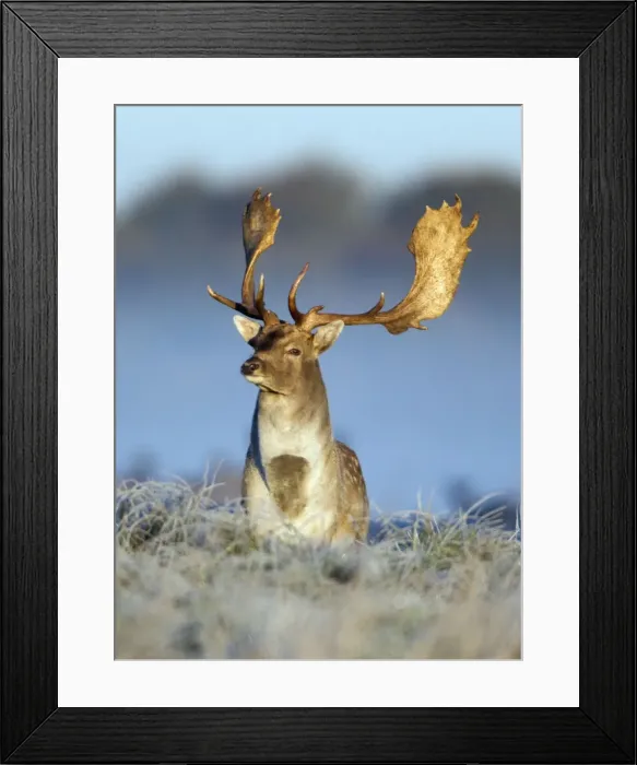 Framed Print : Fallow Deer - buck standing alert on frost covered meadow - during the rut - Seeland - Denmark Framed Print : Fallow Deer - buck standing alert on frost covered meadow - during the rut - Seeland - Denmark