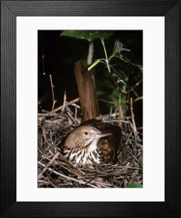 Framed Print : Brown Thrasher - on nest - backus conservation area - Ontario - Canada Framed Print : Brown Thrasher - on nest - backus conservation area - Ontario - Canada