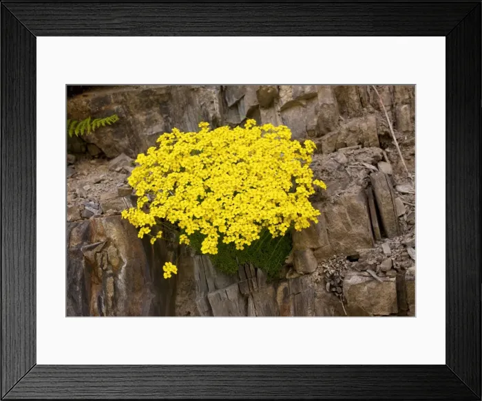 Framed Print : Mossy Whitlow Grass - in the Great Caucasus, Georgia Framed Print : Mossy Whitlow Grass - in the Great Caucasus, Georgia