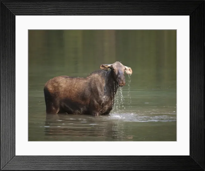 Framed Print : Moose - in water - Waterton Lakes National Park - Canada Framed Print : Moose - in water - Waterton Lakes National Park - Canada