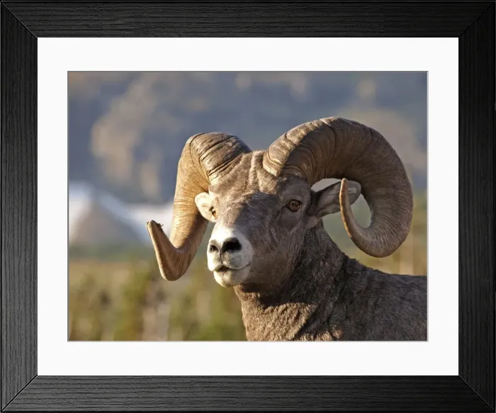 Framed Print : Bighorn  /  Big-Horn Sheep - Glacier National Park - USA