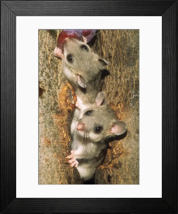 Framed Print : Edible Doormouse USH 309 Young eating plums Glis glis © Duncan Usher / ardea. com Framed Print : Edible Doormouse USH 309 Young eating plums Glis glis © Duncan Usher / ardea. com