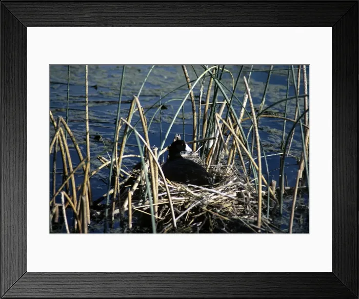 Framed Print : American Coot - on nest Framed Print : American Coot - on nest