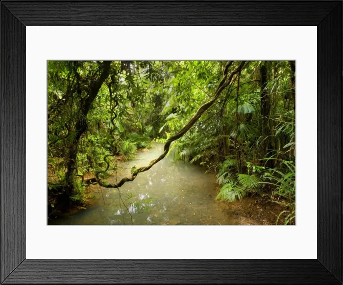 Framed Print : Tropical Rainforest - a calm creek meanders through lush tropical rainforest with lots of palm trees and air roots hanging from the trees - Daintree National Park, Wet Tropics World Heritage Area, Queensland, Australia Framed Print : Tropical Rainforest - a calm creek meanders through lush tropical rainforest with lots of palm trees and air roots hanging from the trees - Daintree National Park, Wet Tropics World Heritage Area, Queensland, Australia