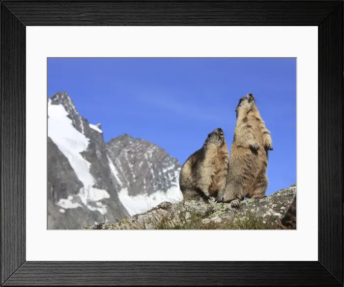 Framed Print : Alpine Marmot - two together - Europe