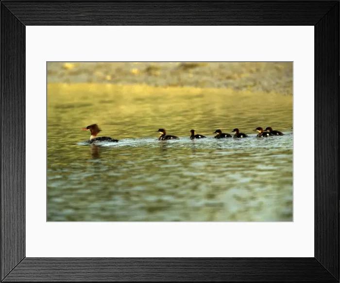 Framed Print : Red-breasted Merganser Duck - with chicks Framed Print : Red-breasted Merganser Duck - with chicks