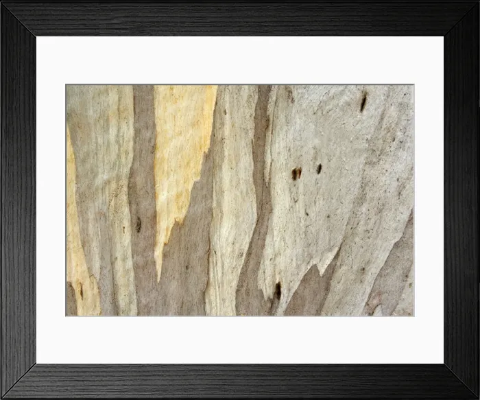 Framed Print : Eucalypt bark - detail of the smooth and glossy bark of an eucalypt tree - Tasmania, Australia
