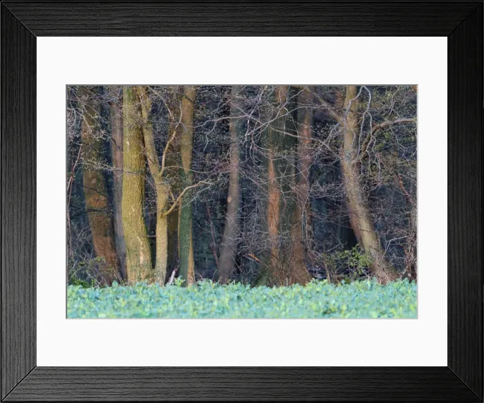 Framed Print : Beech Woodland - in spring - Hessen - Germany