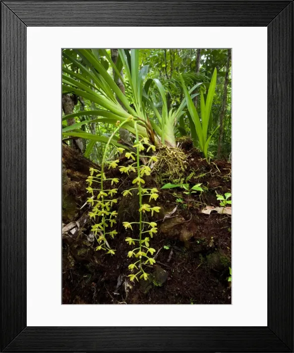 Framed Print : Snake Orchid - gorgous individual of this epiphytic orchid grows on a tree trunk in tropical rainforest. It's bright yellow flowers grow on up to 30 cm long pendulous stems - Tam O'Shanter National Forest, Wet Tropics World Heritage Area