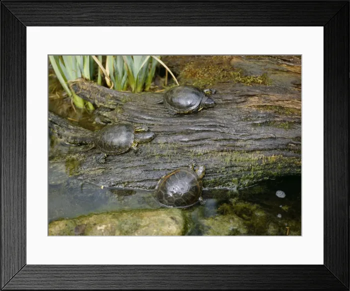 Framed Print : European Pond Terrapins Framed Print : European Pond Terrapins