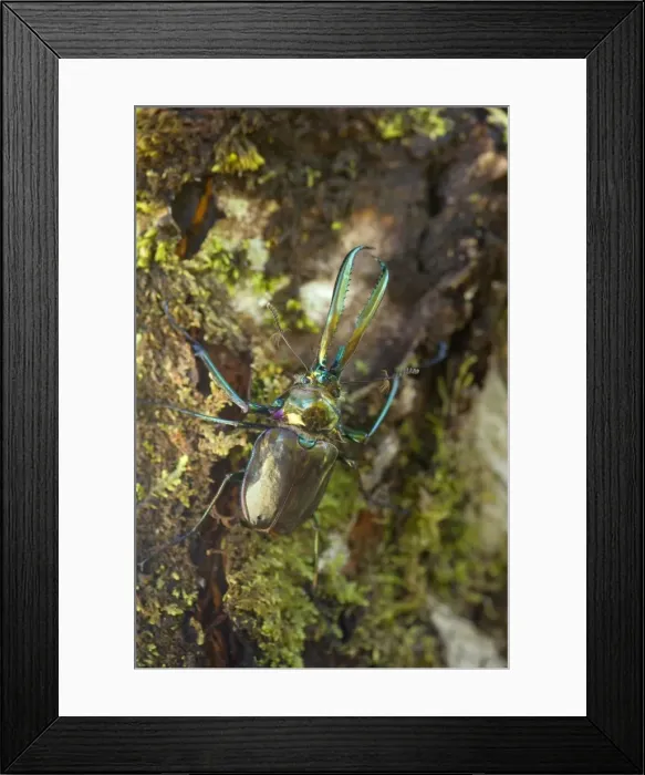 Framed Print : Darwin's Beetle / Grant's Stag Beetle / Chilean Stag Beetle - giant male beetle crawling up a tree - Queulat National Park - Patagonia - Carretera Austral - Chile - South America Framed Print : Darwin's Beetle / Grant's Stag Beetle / Chilean Stag Beetle - giant male beetle crawling up a tree - Queulat National Park - Patagonia - Carretera Austral - Chile - South America