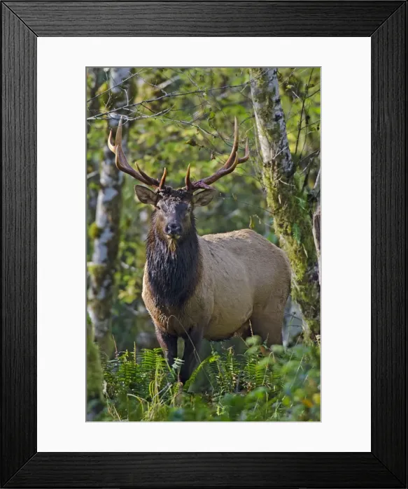 Framed Print : Roosevelt Elk - bull - Autumn - Pacific Northwest - USA _E7B7726 Framed Print : Roosevelt Elk - bull - Autumn - Pacific Northwest - USA _E7B7726