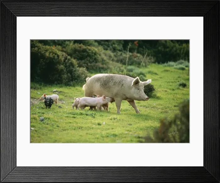Framed Print : Domestic Pig USH 605 Sow with piglets, free-range husbandry. © Duncan Usher / ardea. com Framed Print : Domestic Pig USH 605 Sow with piglets, free-range husbandry. © Duncan Usher / ardea. com