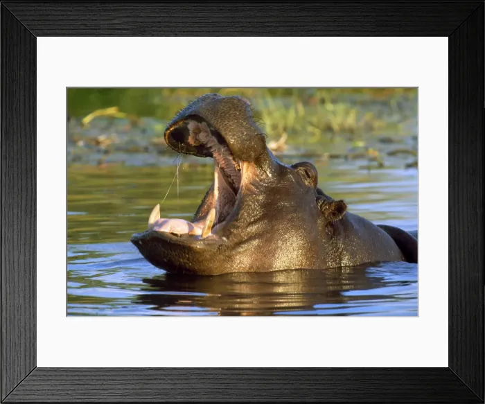 Framed Print : Hippopotamus - yawning - Okavango Delta - Botswana Framed Print : Hippopotamus - yawning - Okavango Delta - Botswana