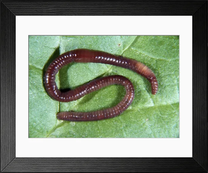 Framed Print : Earthworm. SR-6435. EARTHWORM. Lumbricus terrestris. Sid Roberts. Framed Print : Earthworm. SR-6435. EARTHWORM. Lumbricus terrestris. Sid Roberts.