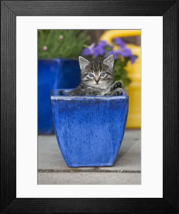 Framed Print : Cat - kitten playing in plant pot - oudoors - Lower Saxony - Germany Framed Print : Cat - kitten playing in plant pot - oudoors - Lower Saxony - Germany