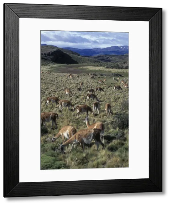 Framed Print : Lama - herd in pampas landscape - National Park Torres del Paine - South America, Chile, Patagonia, Andes Framed Print : Lama - herd in pampas landscape - National Park Torres del Paine - South America, Chile, Patagonia, Andes