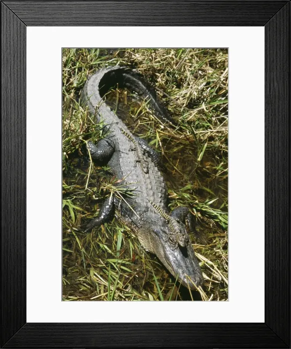 Framed Print : American Alligator TOM 438 Mother with young, Texas, USA. Alligator missisipienis © Tom & Pat Leeson / ardea. com Framed Print : American Alligator TOM 438 Mother with young, Texas, USA. Alligator missisipienis © Tom & Pat Leeson / ardea. com