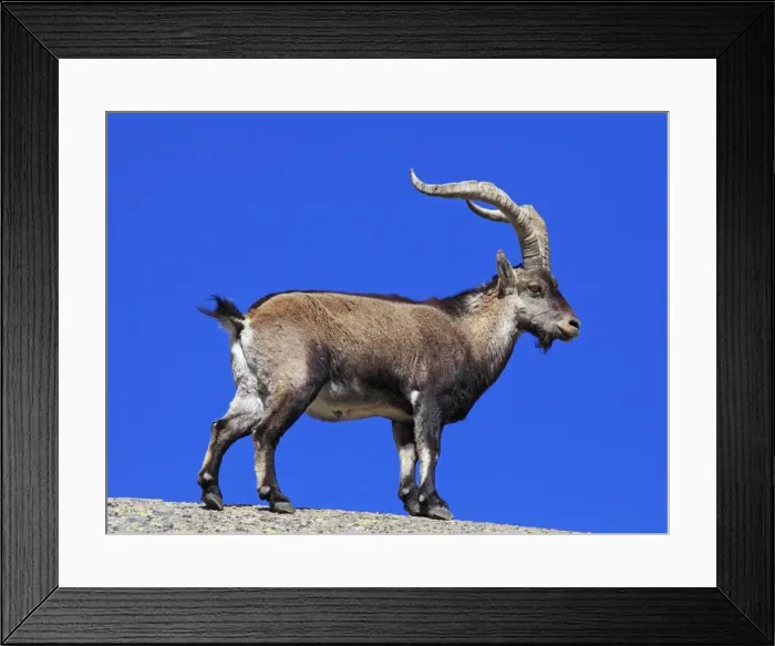 Framed Print : Spanish Ibex - Sierra de Gredos - Spain Framed Print : Spanish Ibex - Sierra de Gredos - Spain