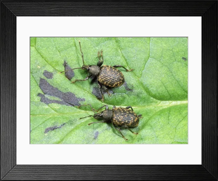 Framed Print : Vine Weevil - adults Framed Print : Vine Weevil - adults