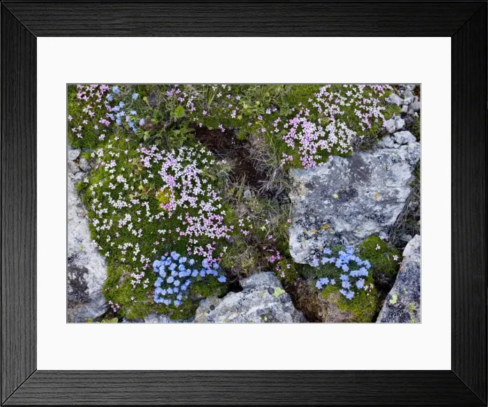 Framed Print : King-of-the-Alps - and Moss Campion (Silene acaulis) on the Livigno Pass, Switzerland