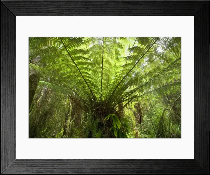 Framed Print : Wet Sclerophyll Forest - magnificent tree fern grows as understory in a wet sclerophyll forest - Otways, Great Ocean Road, Victoria, Australia Framed Print : Wet Sclerophyll Forest - magnificent tree fern grows as understory in a wet sclerophyll forest - Otways, Great Ocean Road, Victoria, Australia