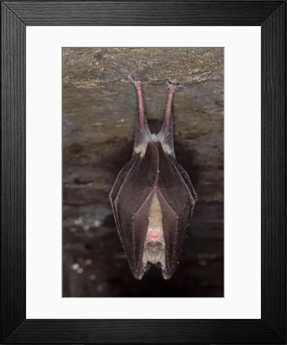 Framed Print : Greater Horseshoe Bat - hibernation at cave - Argonne - France Framed Print : Greater Horseshoe Bat - hibernation at cave - Argonne - France
