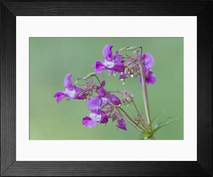 Framed Print : Himalayan Balsam - flowers covered in dew drops - Lower Saxony - Germany Framed Print : Himalayan Balsam - flowers covered in dew drops - Lower Saxony - Germany