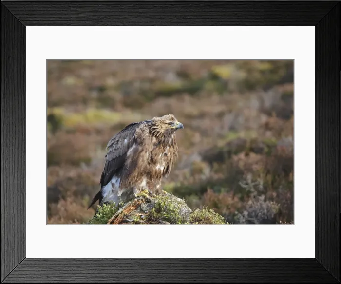 Framed Print : Golden Eagle. Scottish Moor - Aviemore - Scotland Framed Print : Golden Eagle. Scottish Moor - Aviemore - Scotland