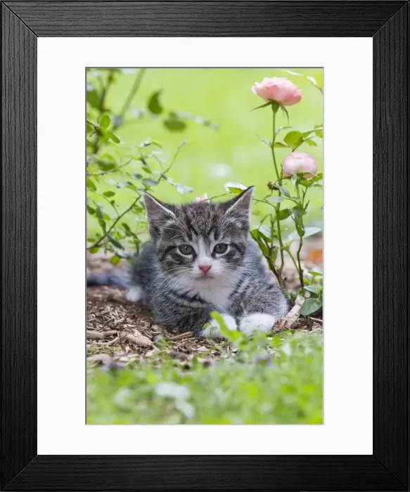 Framed Print : Cat - kitten resting in garden - Lower Saxony - Germany Framed Print : Cat - kitten resting in garden - Lower Saxony - Germany