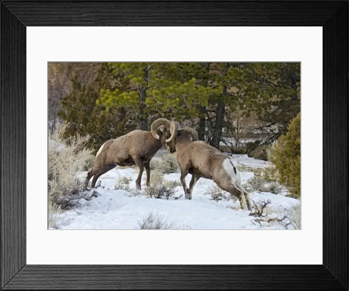 Framed Print : Rocky Mountain Bighorn Sheep - rams fighting / head butting during fall rut - in Autumn snow - Rocky Mountains - Wyoming - USA _E7C2771 Framed Print : Rocky Mountain Bighorn Sheep - rams fighting / head butting during fall rut - in Autumn snow - Rocky Mountains - Wyoming - USA _E7C2771