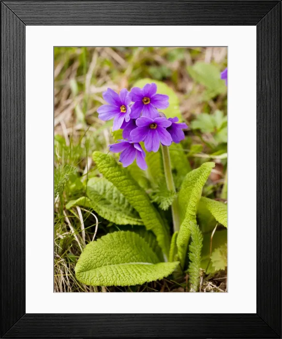 Framed Print : Shining Primula - in the Great Caucasus, Georgia Framed Print : Shining Primula - in the Great Caucasus, Georgia